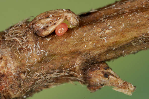 Eupithecia irriguata: Bild 8