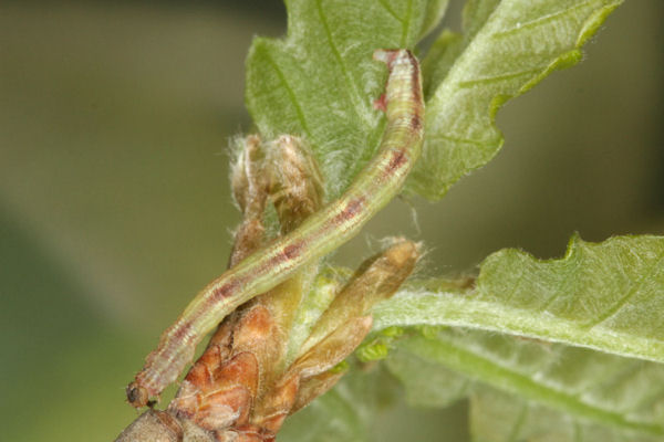 Eupithecia irriguata: Bild 36