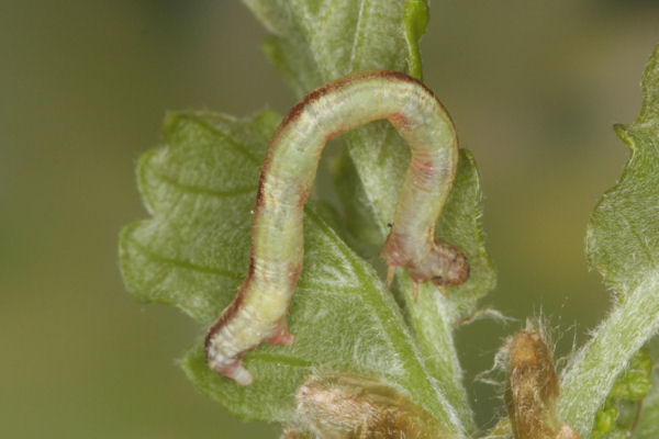 Eupithecia irriguata: Bild 38