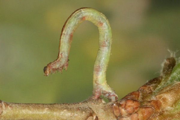 Eupithecia irriguata: Bild 40