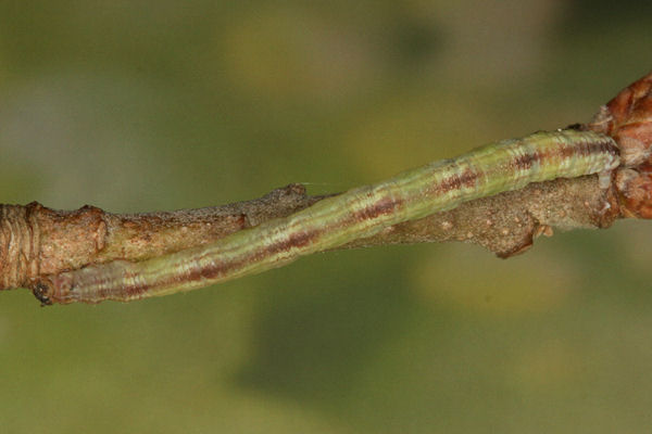Eupithecia irriguata: Bild 67