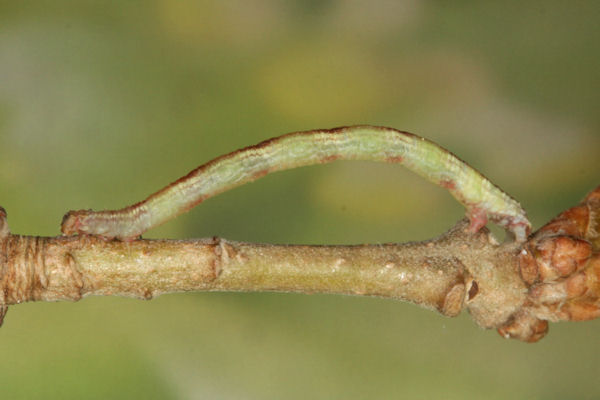 Eupithecia irriguata: Bild 41
