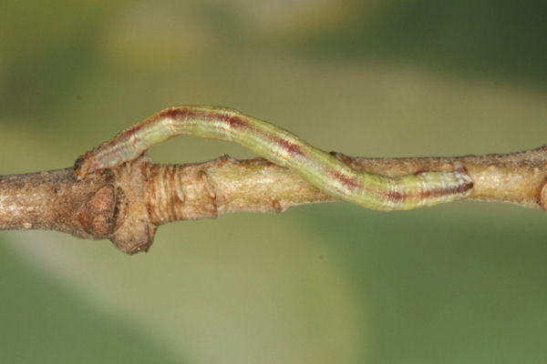 Eupithecia irriguata: Bild 42
