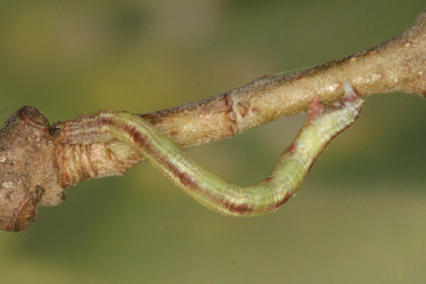 Eupithecia irriguata: Bild 43
