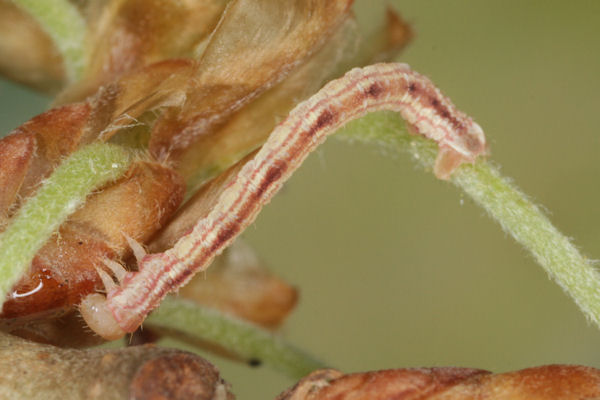 Eupithecia irriguata: Bild 27