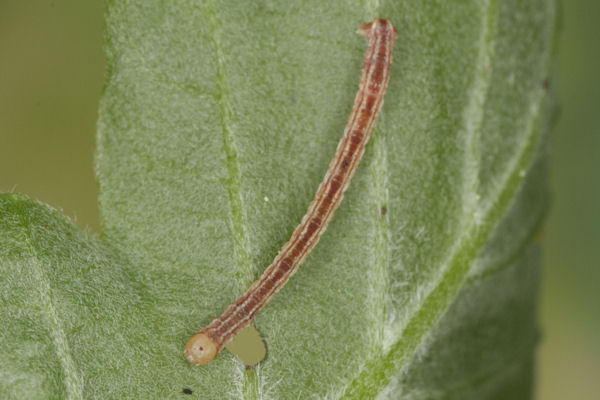 Eupithecia irriguata: Bild 28