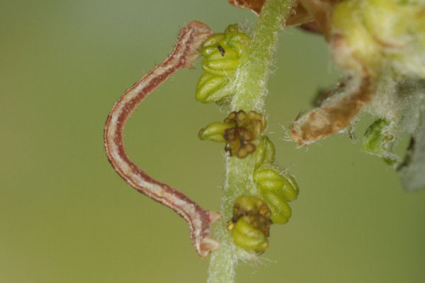 Eupithecia irriguata: Bild 20