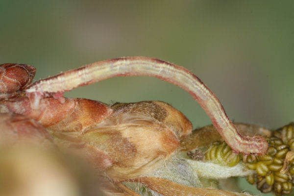 Eupithecia irriguata: Bild 32