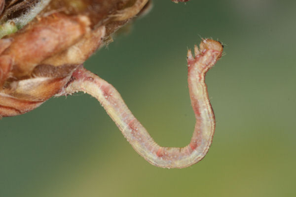 Eupithecia irriguata: Bild 35