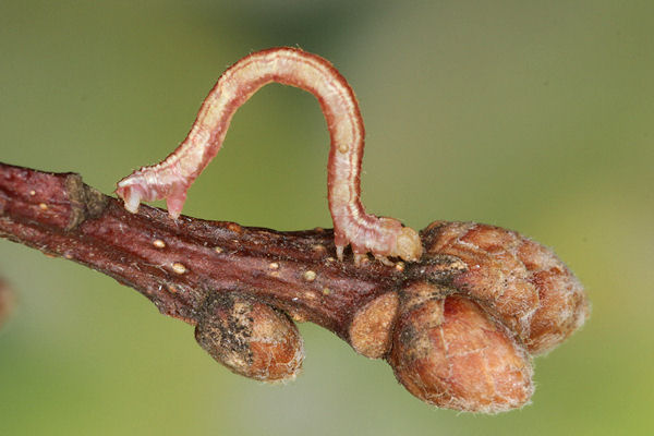 Eupithecia irriguata: Bild 22