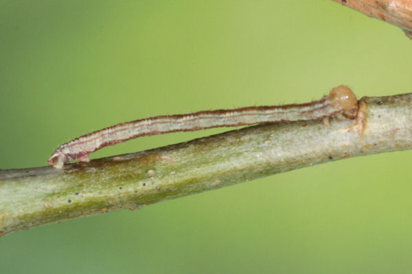 Eupithecia irriguata: Bild 23