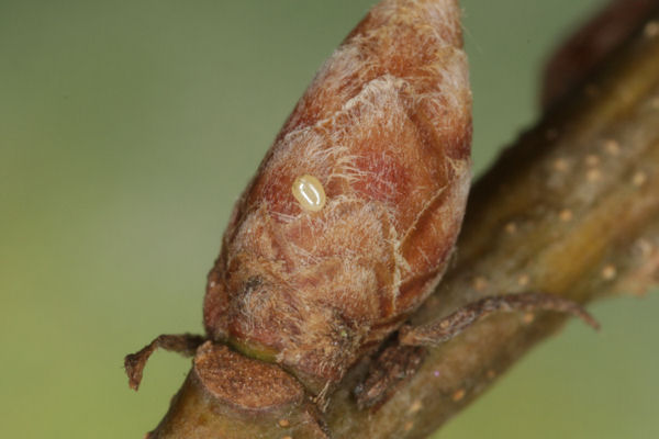 Eupithecia dodoneata: Bild 9