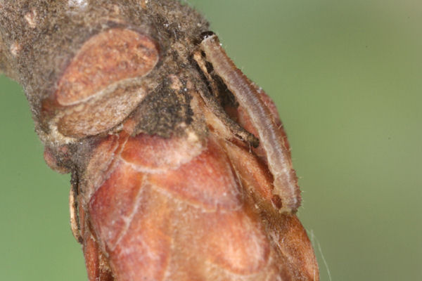 Eupithecia dodoneata: Bild 25