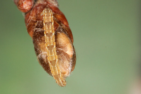 Eupithecia dodoneata: Bild 29