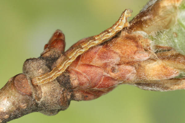 Eupithecia dodoneata: Bild 33
