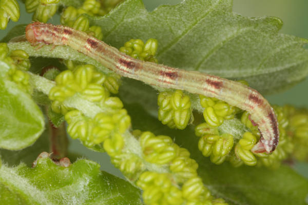 Eupithecia irriguata: Bild 45