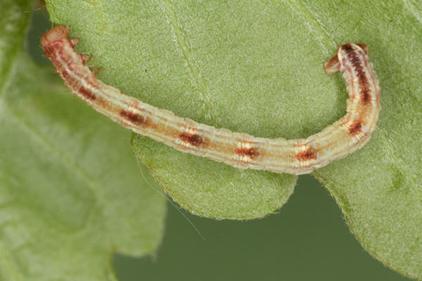 Eupithecia irriguata: Bild 46