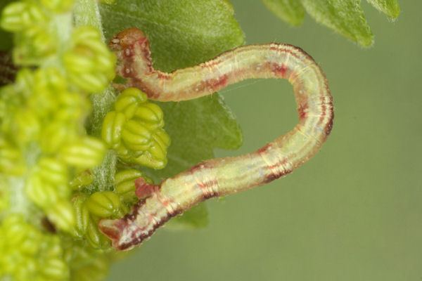 Eupithecia irriguata: Bild 47