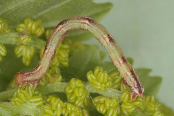 Eupithecia irriguata: Bild 48