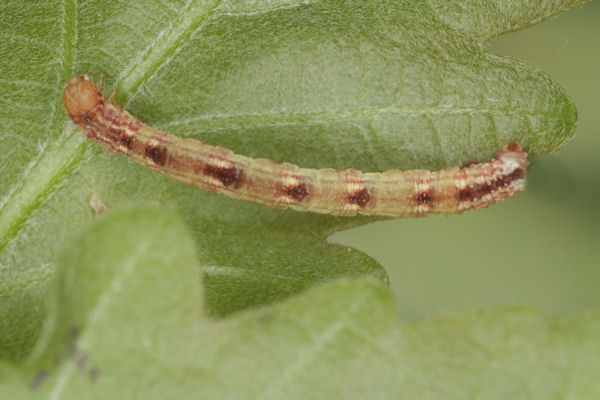 Eupithecia irriguata: Bild 49