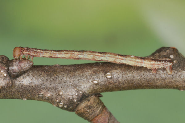 Eupithecia irriguata: Bild 50
