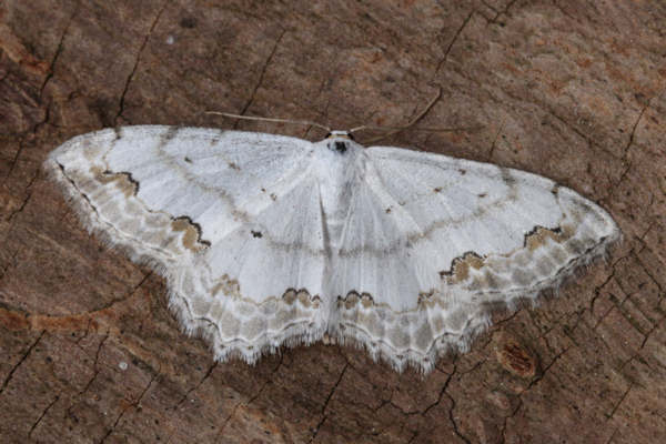 Scopula ornata: Bild 24