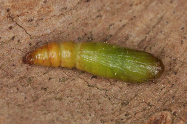 Eupithecia irriguata: Bild 70