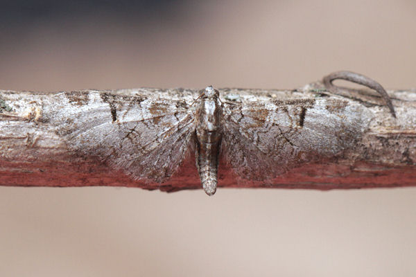Eupithecia insigniata: Bild 2