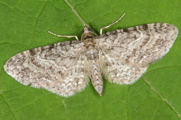 Eupithecia subfuscata: Bild 1