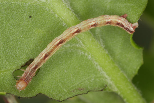 Eupithecia irriguata: Bild 52