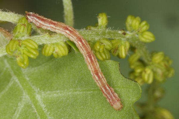 Eupithecia irriguata: Bild 53