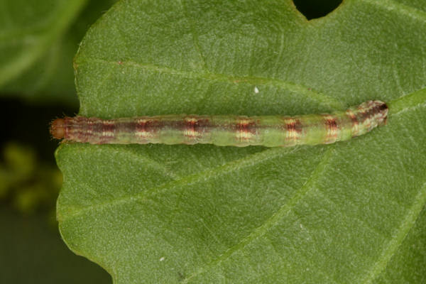 Eupithecia irriguata: Bild 56