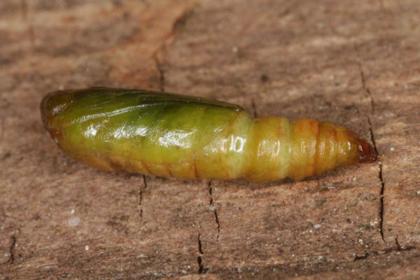 Eupithecia irriguata: Bild 71