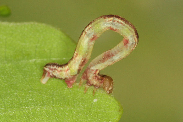 Eupithecia irriguata: Bild 58