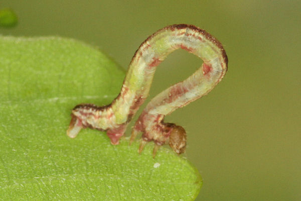 Eupithecia irriguata: Bild 58