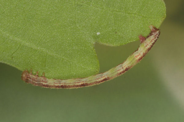 Eupithecia irriguata: Bild 68