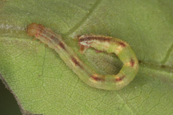 Eupithecia irriguata: Bild 59