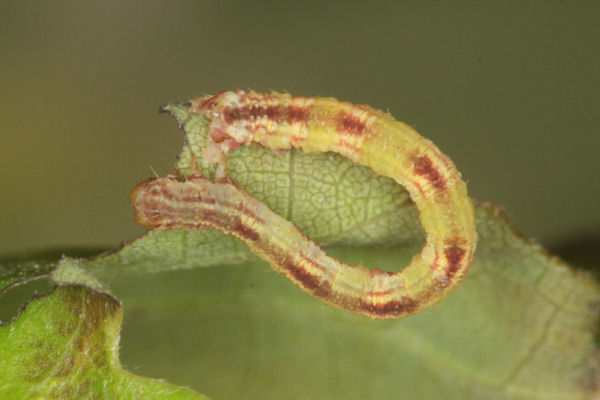 Eupithecia irriguata: Bild 60