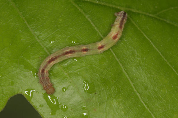 Eupithecia irriguata: Bild 61