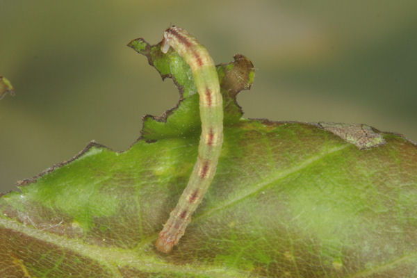 Eupithecia irriguata: Bild 62