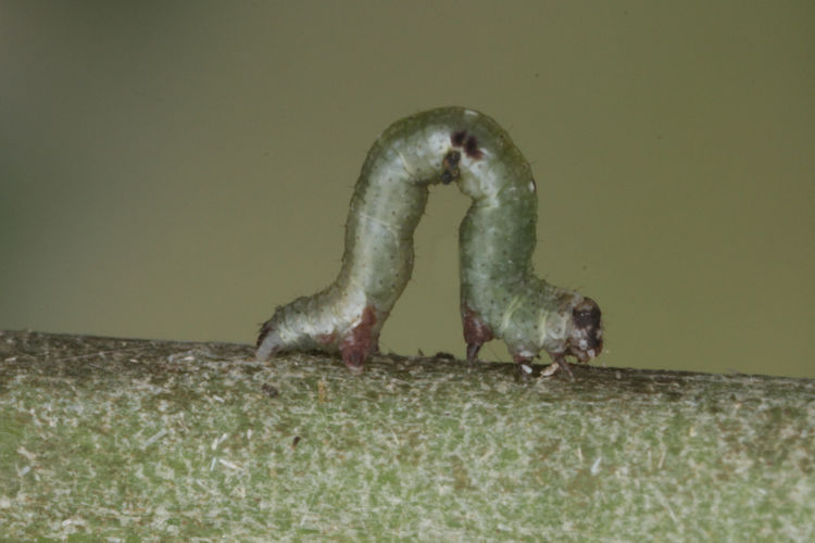 Ligdia adustata: Bild 5