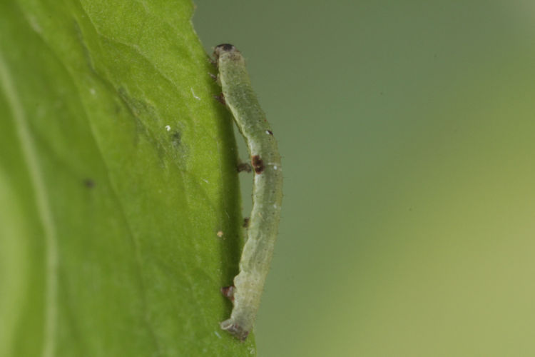 Ligdia adustata: Bild 6
