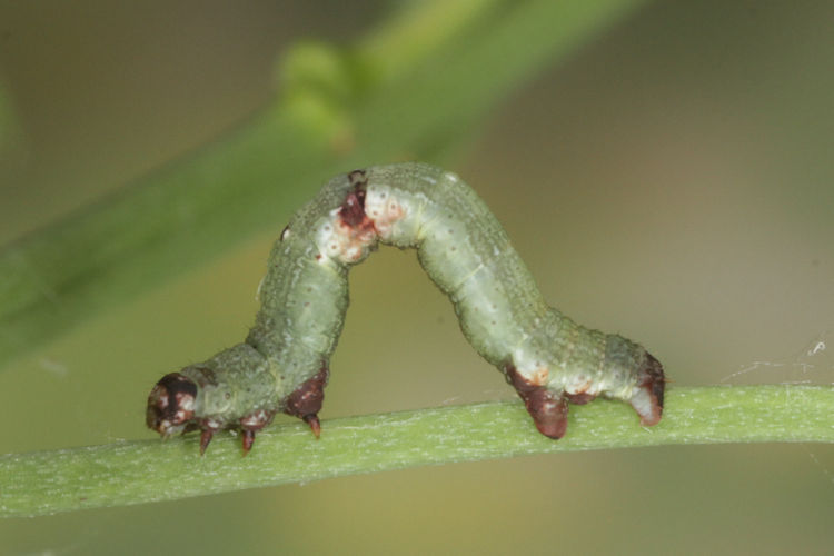 Ligdia adustata: Bild 7