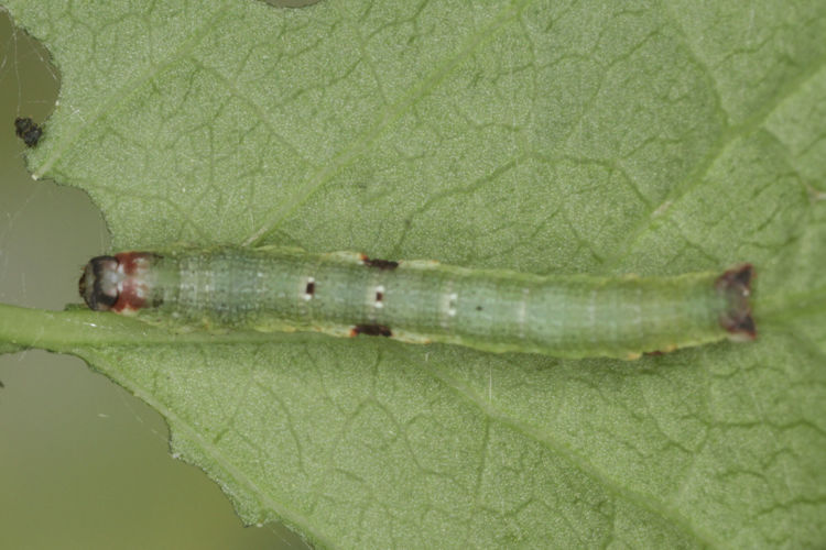 Ligdia adustata: Bild 8