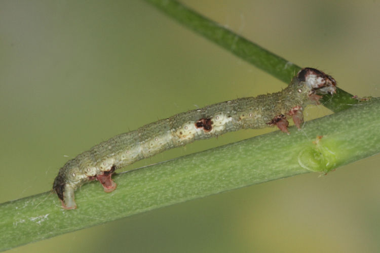 Ligdia adustata: Bild 9