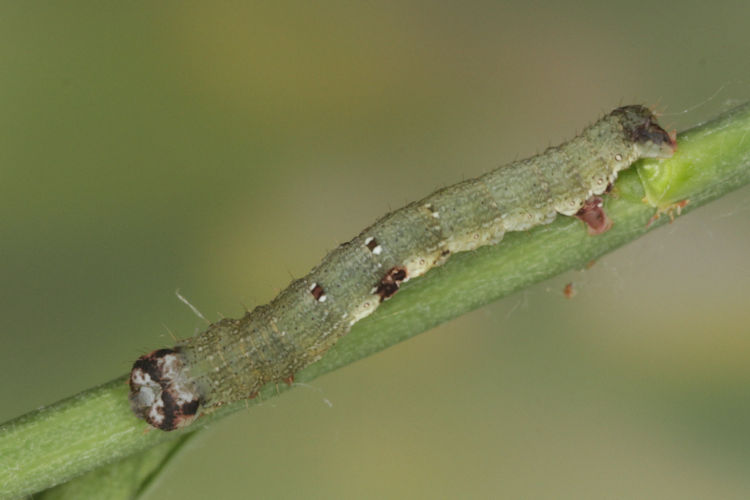 Ligdia adustata: Bild 10