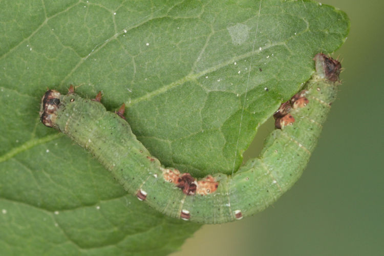 Ligdia adustata: Bild 12