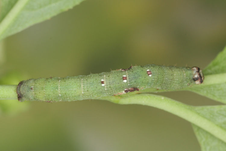 Ligdia adustata: Bild 13