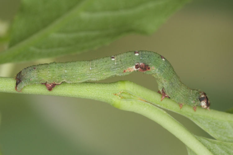 Ligdia adustata: Bild 14