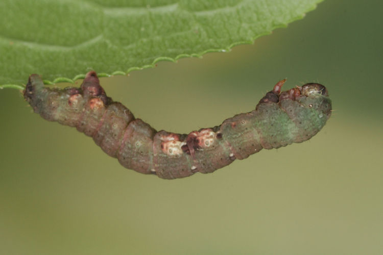 Ligdia adustata: Bild 15
